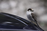 GrayJay050309_1904.jpg