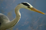 Grey Heron I