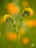 Fiddleneck-DSC_0185.jpg