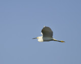 Snowy Egret