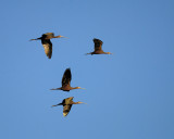 White-faced Ibis