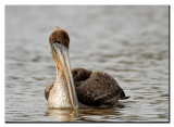 Brown Pelican