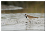 Killdeer