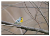 Northern Parula