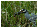 Yellow Crowned Night Heron