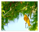 Yellow Warbler