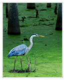 Great Blue Heron