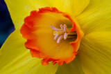 Daffodil #4