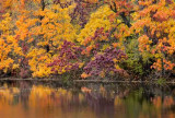 Reflections #8