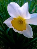Really cheap cell phone pic