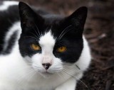 the Wandering Cat