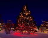Tree1