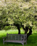 bench 2