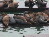 Seals by Fishermans Wharf- very smelly