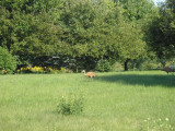 Sand Hill Cranes