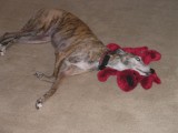 Kattie with GCs Favorite Toy,  Red Dog