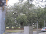 Beautiful old tree on LSU