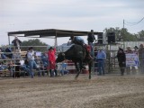 Bull Riding Rodeo