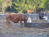 cow pasture next to RV park