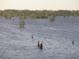 Open water - Atchafalaya Swamp