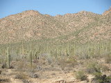 Saguaro Natl Park, Tucson,AZ