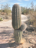 Male Saguaro  ha ha