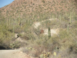 Saguaro Natl Park, Tucson