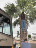 Palm Tree a little too close to RV