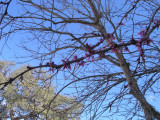 Bandera, TX-flowers in bloom on tree