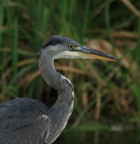 Grey heron