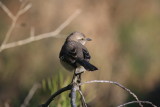Mockingbird, Northern
