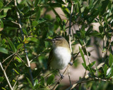 Vireo, Red-eyed