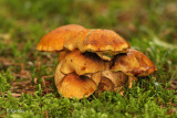 Gobe/Mushrooms