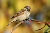 Domaci vrabec/Hause sparrows