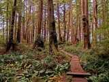 Path Through The Rain Forest