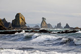 The Wild Washington Coast