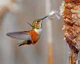 Rufous Hummer and Cattail 1