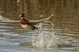 Wood Duck Take Off