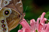 Sitting On A Petal