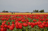 Tulip Time