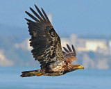 Eagle Fly By