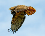 Red Tailed In Flight
