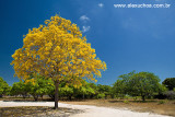 Ip Amarelo- Arvores Floridas- Beberibe_5015.jpg