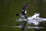 Bergente Abflug
