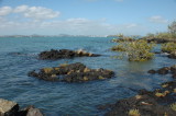 Mangroves in Magma at Rangitoto Island