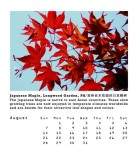 Japanese Maple, Longwood Garden, Pennsylvania