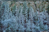 Trees on high elevation are covered with snow