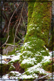 Moss and snow cover co-exist