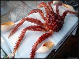 Ushuaia is the place to eat King Crabs