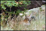 A red fox is playing hide & seek with us.